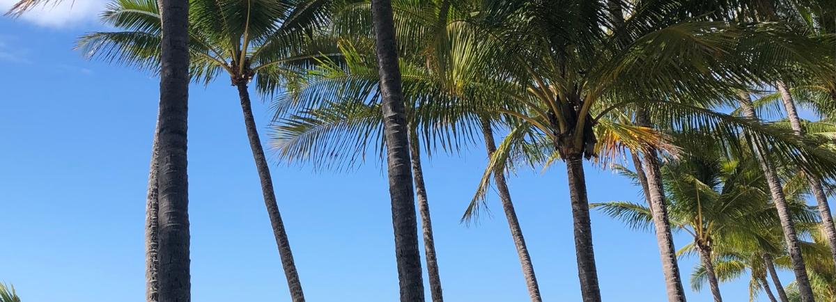 Top Reasons To Visit Palm Cove, Queensland