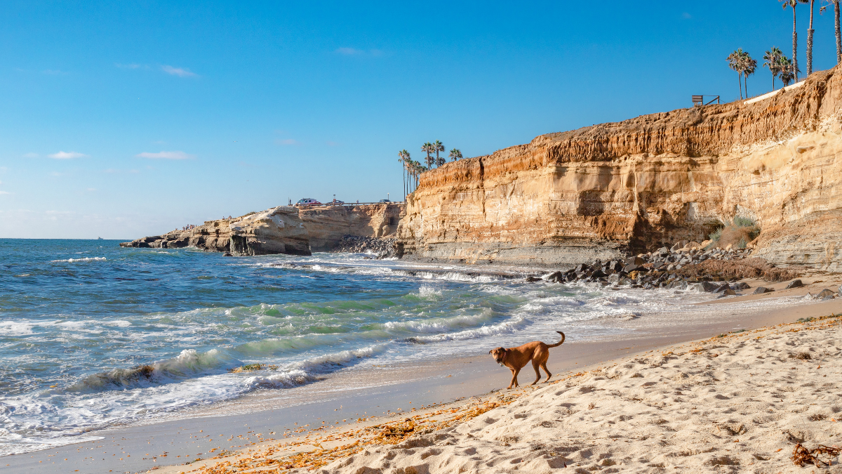 How To Travel Australia With Dogs